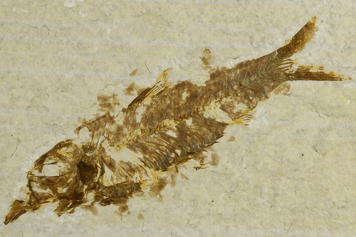 Bargain, 2.8" Fossil Fish (Knightia) - Wyoming